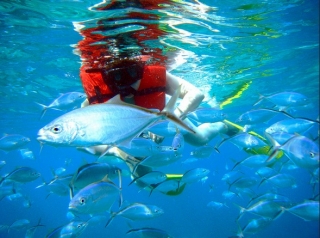  tropical fish 